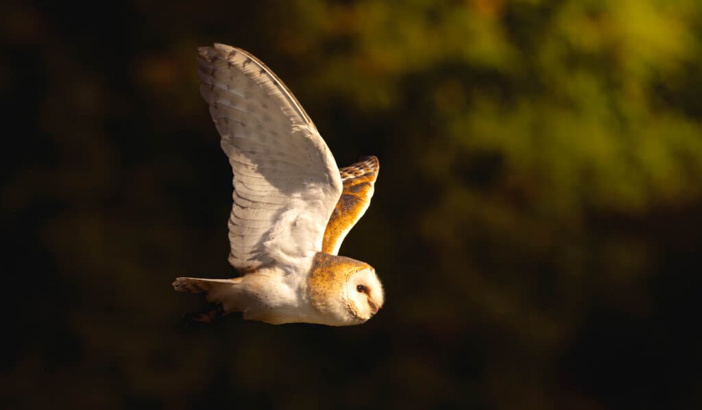 JP Wildlife Photography artwork 1