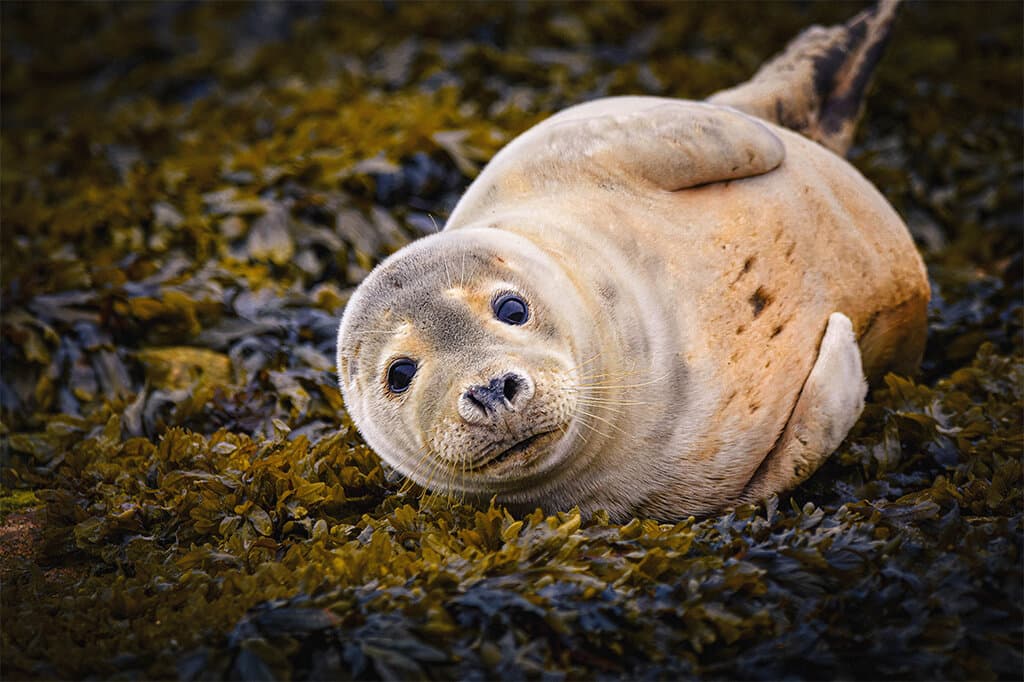 JP Wildlife Photography artwork 2
