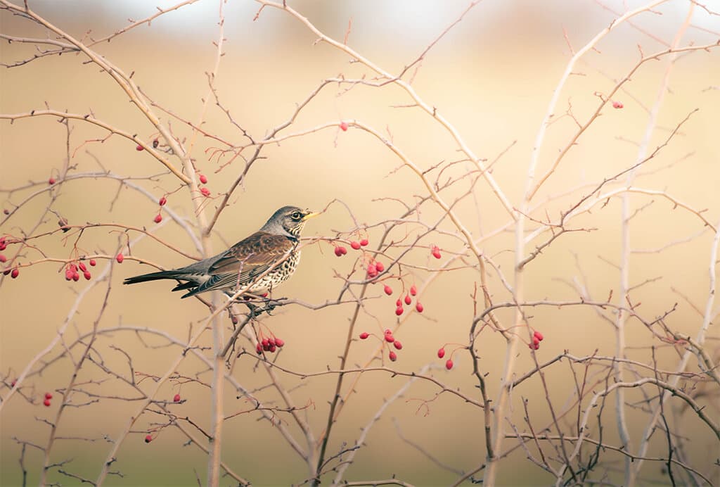 JP Wildlife Photography artwork 3